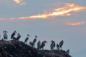 The Stork Saviours Featured
